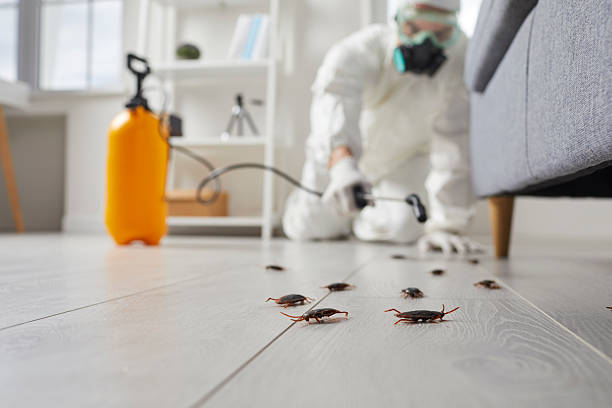 Commercial Rodent Management in Mineville